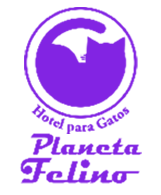 Planeta Felino - Hotel para gatos 5 estrelas é Planeta Felino